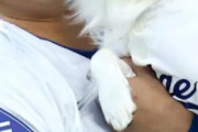 大谷の犬、かわいすぎるｗｗｗ