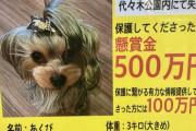 【画像】500万円のイッヌ見つかるｗｗｗｗｗｗｗｗｗｗｗｗｗｗ