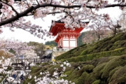 海外「日本の桜はとても美しい」「中国人観光客が写っていないのはすごい」京都の美しい風景（海外の反応）