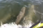 【動画】イルカさん、救出してもらいお礼までする