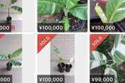 【画像】メルカリ民、謎の植物をとんてもない値段で売り買いしてしまうｗｗｗｗｗｗｗｗｗｗｗｗ