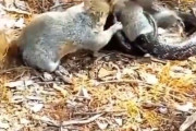 【動画】野生のリス、仲間を助けるため果敢にヘビに挑む