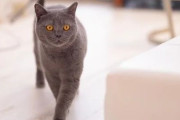 【悲報】「猫飼いたい」→保護団体「一人暮らし？駄目ですね」→(ペットショップで買うか…)