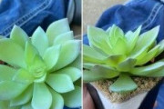 米女性2年間育てた観葉植物が造花と気づく