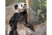 【画像】アメリカのパンダがボロボロすぎると話題に