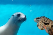 水族館のアシカ、大きなトカゲを見て…目が離せなくなる（動画）