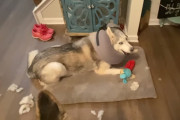 あのわがままハスキー、今度は弟分シェパードのお気に入りおもちゃを破壊！