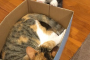 【ねこ画像】ダンボール争奪戦、美人ねこ、毛布とみけにゃん ほか【再】