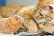 私が猫とハムスターを飼ってると知った友人が動物虐待と騒ぎ、SNSで私の名前伏せて批判してた