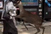 奈良公園でシカを蹴ろうとした観光客→シカが即カウンターキック