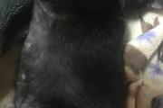 【画像】ワイのふてぶてしい黒ネッコ見て