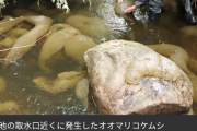 【画像あり】岡山で触手生物が大量発生ｗｗｗｗｗｗｗｗｗｗｗｗ