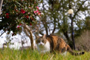 【ねこ画像】公園ねこ、おそとねこ【再】