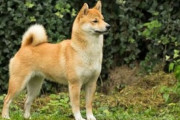 【画像】柴イッヌさん、狼に最も遺伝的に近い犬だった…これは誇り高いーヌwwww