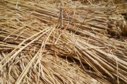 【福島】原発事故直後に収集した稲わらの一部から「1万ベクレル」を超える放射性セシウムが検出