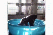 【GIF】ゴリラさん、子供用プールに入りキチゲを発散する
