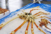 【悲報】日本近海に生息する世界最大の蟹、すごいのに人気ない