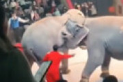 【動画】 ロシアのサーカス、突然ゾウ2頭が乱闘を繰り広げ場内パニック 「地獄だ！」「逃げろ！」