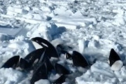 【動画】北海道でシャチ10頭が流氷に囲まれて身動きがとれなくなってしまう(´･_･`)