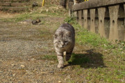 【ねこ画像】神社のねこ、ケンカのあと？ ほか【再】