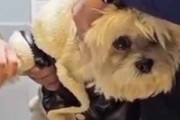 イヌが病院で爪を切ってもらっていた。大人しくて良い子だね → すると…