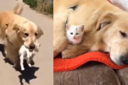 ゴールデンレトリバーが野良の子猫を拾ってきた！子猫を大事そうに抱く姿に癒されます！