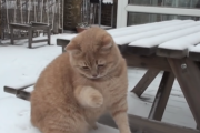ヒンヤリ楽しい雪の季節を過ごすネコ達の動画が大人気！  海外の反応