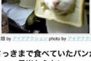 写真で一言ボケて画像貼ってく