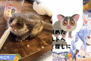 ぺこら、みこ、トワ、メル「保育士免許持ちです。」←面倒見良いホロメン多すぎやろ