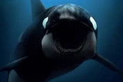外国人「シャチがクジラの赤ちゃんを育ててるぞ！」→微笑ましいエピソードかと思いきや恐ろしい事実が明らかに・・・