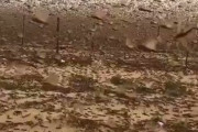 【動画】無数のバッタさん、サウジアラビアを支配