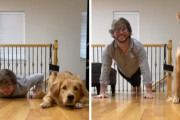 コロナ太りを解消！飼い主さんを真似して腕立て伏せをするゴールデンレトリバー♪