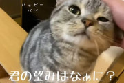 猫とかいうコスパ最強の暖房器具
