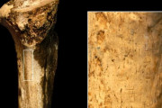 145万年前、道具を使って人類を食べた痕跡見つかる