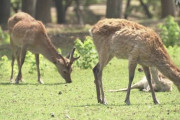 【動物】コロナで観光客減、奈良公園のシカが野生化