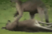【動画あり】　カンガルーの喧嘩、怖すぎるｗｗｗｗｗｗｗｗｗｗ