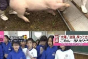 【悲報】小学生が育てた豚さん、無事お肉になる