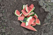 食べ終わったスイカを庭に捨てる → 約1ヵ月後、凄いことになるｗｗｗｗｗ