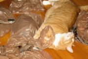 【再掲】【画像】 ねこはスーパーの袋が好き
