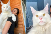 外国人「メインクーンという雄大すぎる猫の写真を見せていく！」