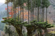 海外「日本人はエイリアン」日本の伝統的な林業の技術に海外興味津々！！（海外の反応）