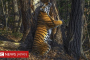 【野生生物写真コンテスト】 「木に抱きつくトラ」の隠し撮り写真が大賞に！！！！