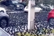 なにこれ怖い。地面が真っ黒に染まる程の鳥の群れに好かれてしまった街の映像。