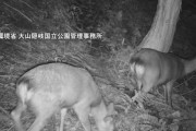 「全部食ってしまう」国立公園・大山でシカ急増
