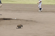 アライグマさん、甲子園予選に飛び入り参加してしまうwwww