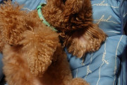 【画像】うちの犬の寝相が悪いんだがｗｗｗ
