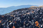 【異常事態】カナダ西岸、記録的な熱波でムール貝やアサリが大量死…海水温「51.7℃」を突破し「10億近い生物が死んだ可能性」