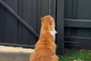 うちのネコが庭にいた。塀のドアには小さな四角い穴が開いている → 猫はこうした…