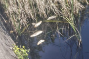 【画像】暑さのせいで川の鯉が死んでる😭😭