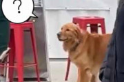 犬とドッグパークにやってきた。あれれ？ママはどこぉ？ → うちの犬はこうなった…